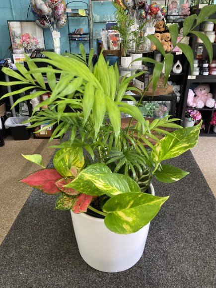 multi planter medium